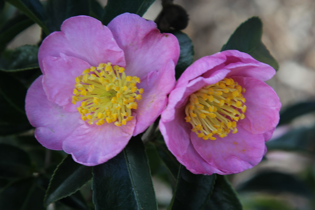 Camellia 'Plantation Pink' (1)